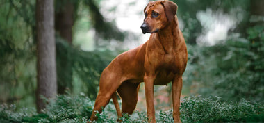 Ein brauner Rhodesian Ridgeback