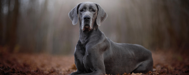 Eine schwarze deutsche Dogge