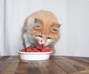 Eine Katze sitzt vor einem Napf mit rohem Fleisch.