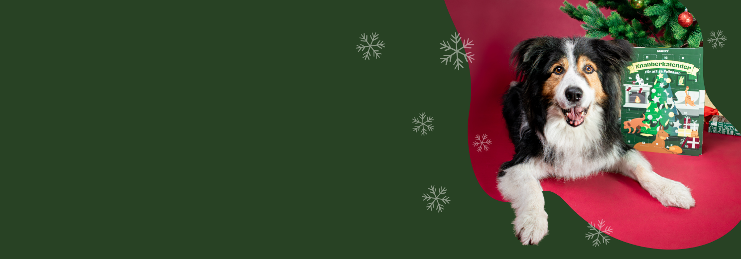 Hund liegt vor einem weihnachtlich geschmückten Tannenbaum auf rotem Hintergrund neben dem BARFER’S Knabberkalender für artige Fellnasen – festliche Stimmung mit Geschenken und Schneeflocken