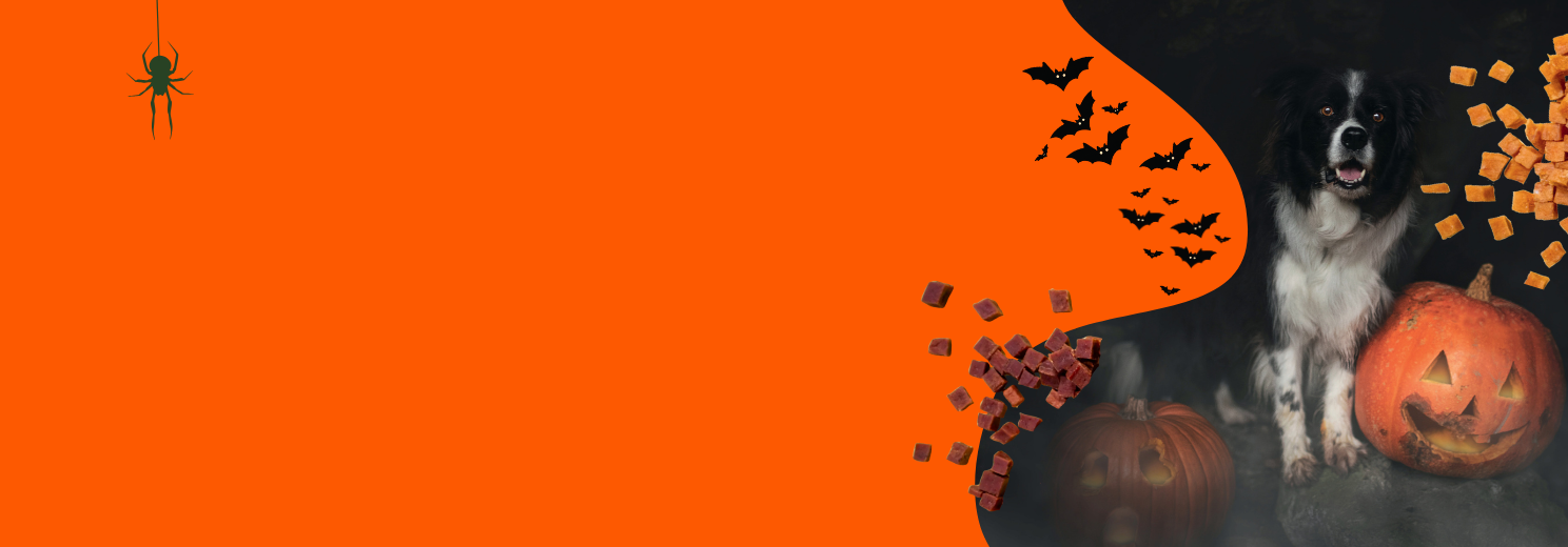 Halloween-Banner mit schwarz-weißem Hund neben geschnitzten Kürbissen, umgeben von Fledermäusen und fliegenden Snackwürfeln – auf orangefarbenem Hintergrund mit Spinne