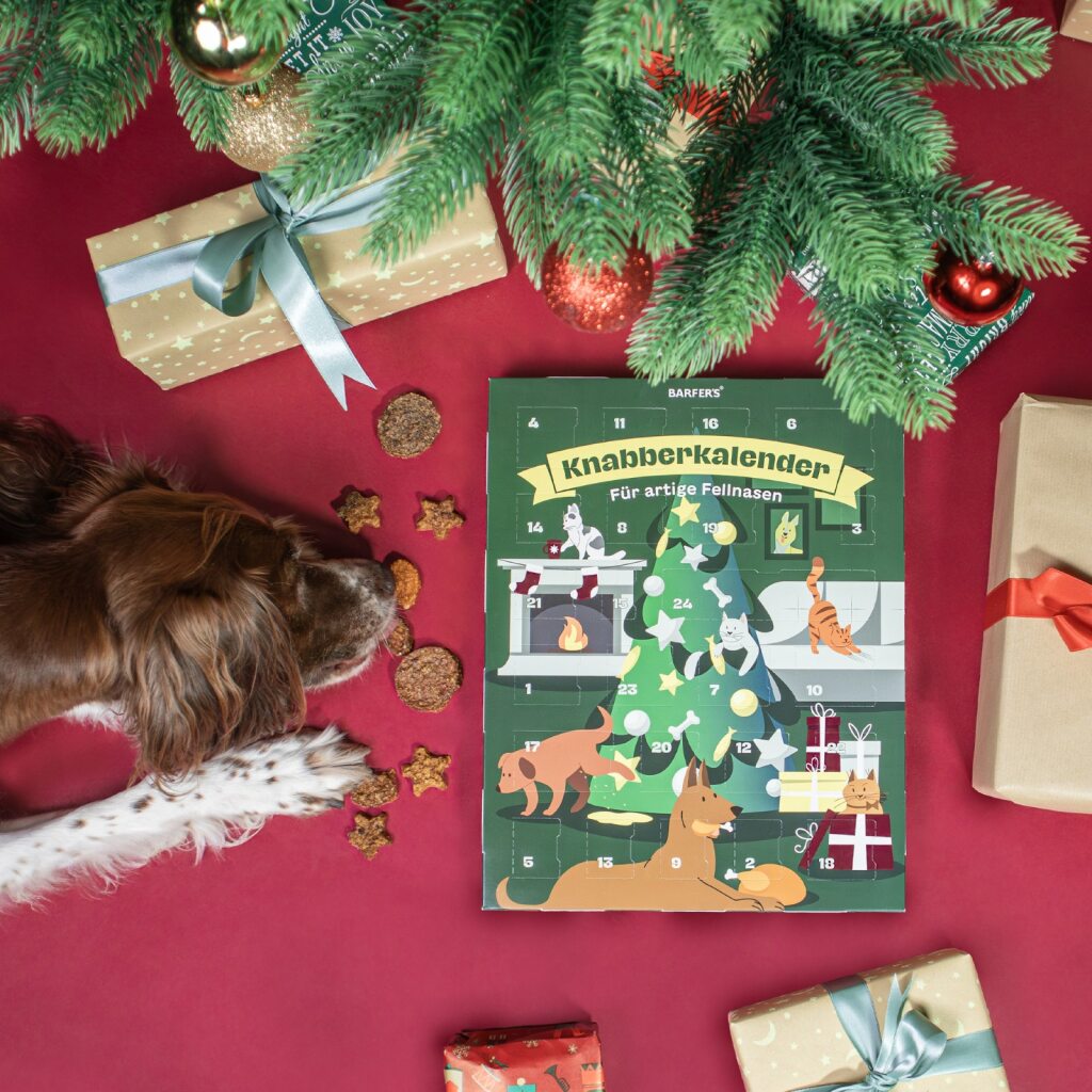 Ein Hund liegt neben dem geöffneten BARFER’S Adventskalender für artige Fellnasen und schnuppert an den festlichen Snacks in Stern- und Häppchenform – dekoriert mit Weihnachtsgeschenken und Christbaumkugeln