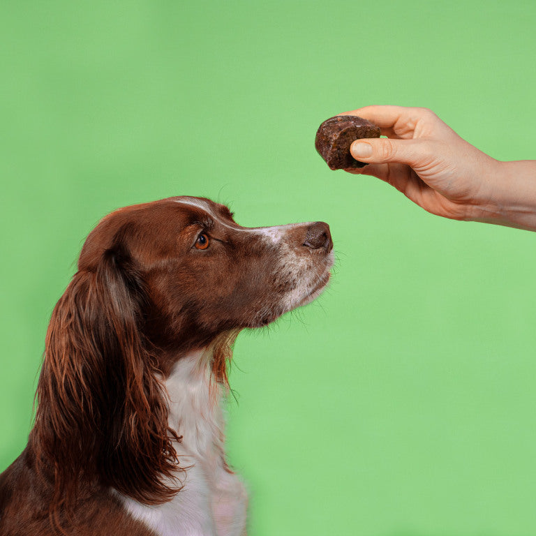 Ein Hund schnuppert an einem gefrorenen Würfel vom BARFER’S Komplett-Mix Pferd für Hunde, der ihm von einer Hand vor die Nase gehalten wird