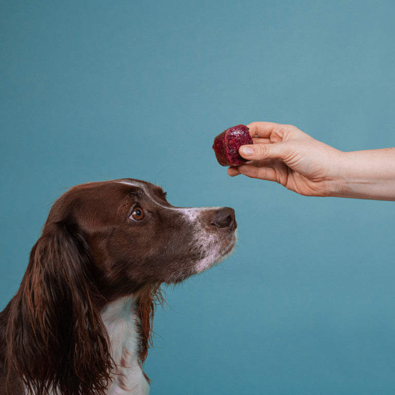 Hund blickt auf einen gefrorenen Würfel des BARFER’S Basis-Mix Obst, der ihm von einer Hand vor die Nase gehalten wird