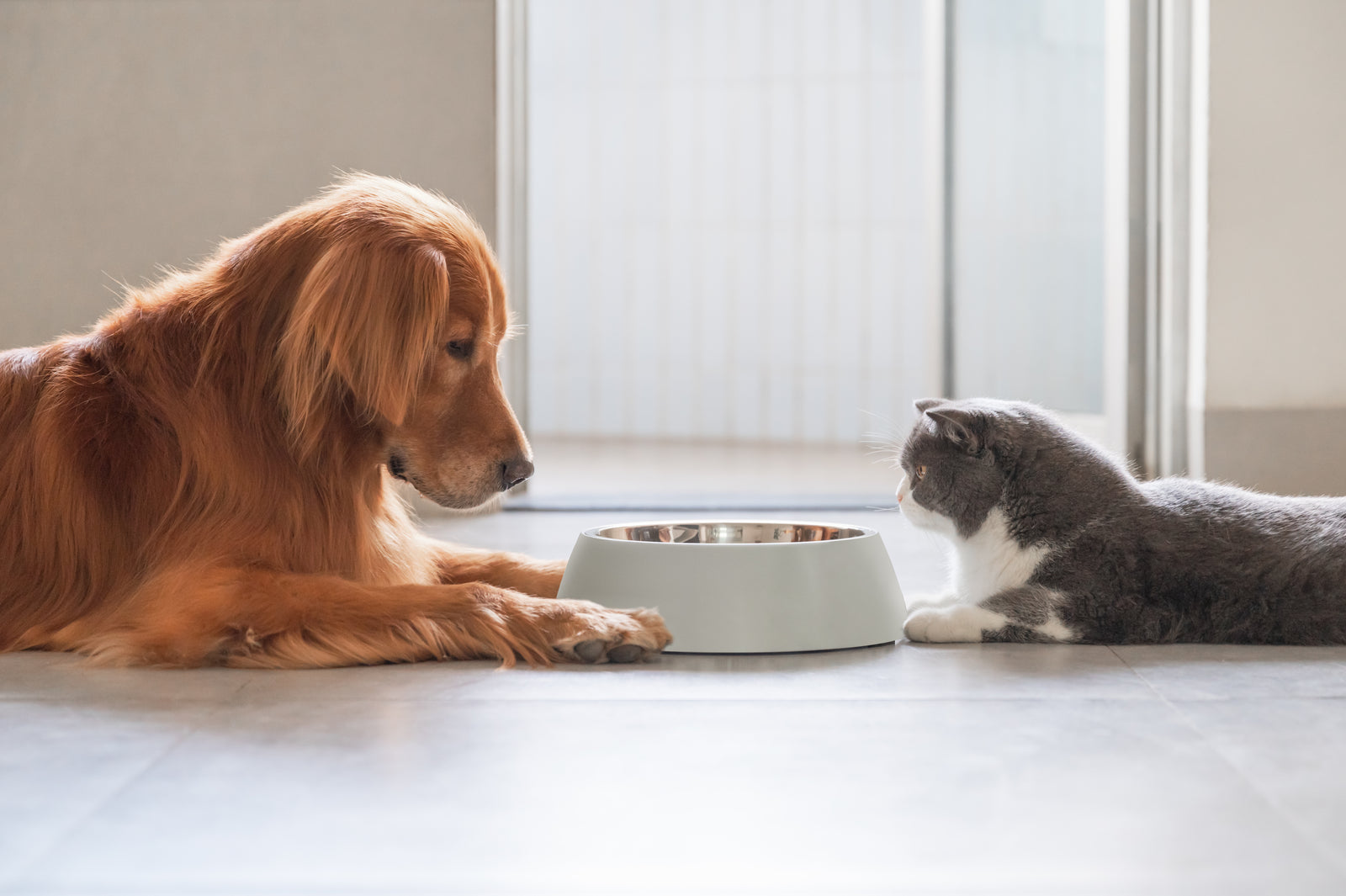 Ein großer brauner Golden Retriever Hund und eine grau-weiße Katze liegen sich gegenüber und schauen gemeinsam auf einen leeren BARF-Futternapf