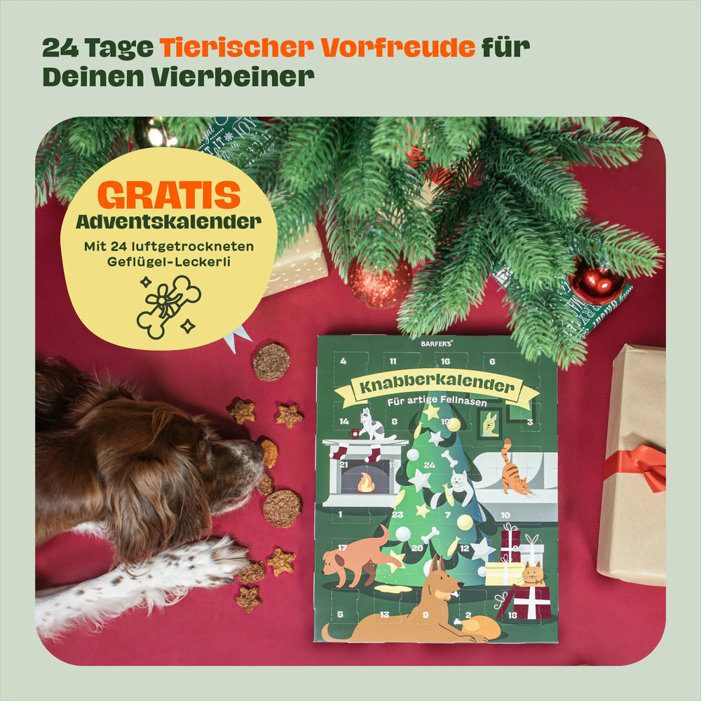 Hund liegt vor einem BARFER’S Knabberkalender für Hunde – rundherum liegen luftgetrocknete Geflügel-Leckerli, Tannenzweige und Weihnachtsdekoration