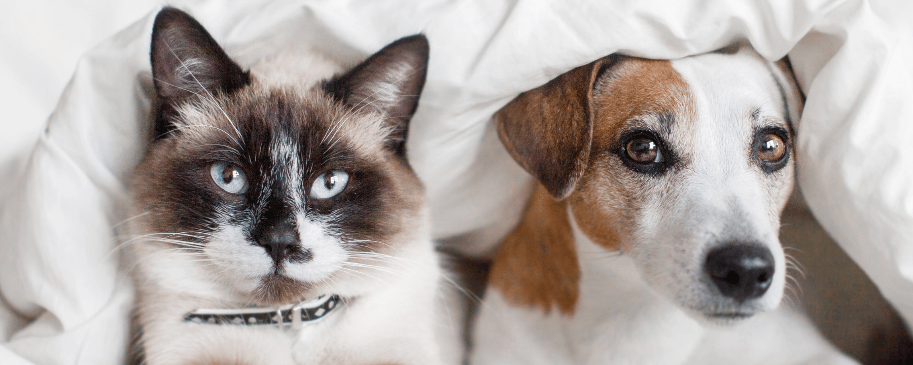 Nahaufnahme von Katze und Hund nebeneinander auf einer weißen Decke