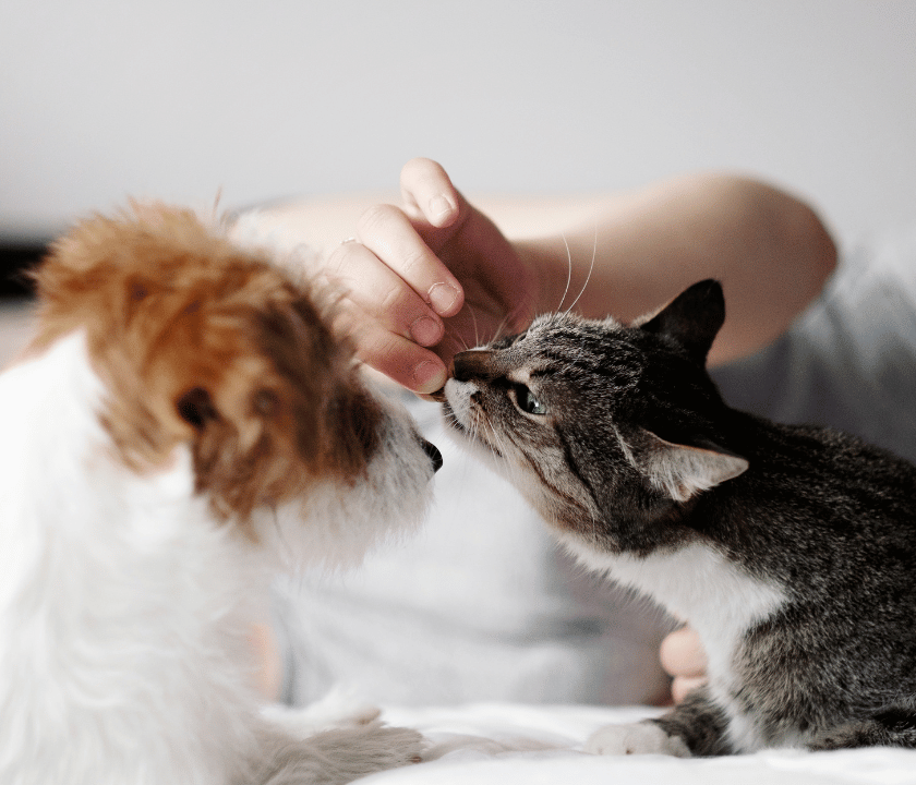 Hund und Katze schnuppern an der Hand eines Menschen und werden gestreichelt
