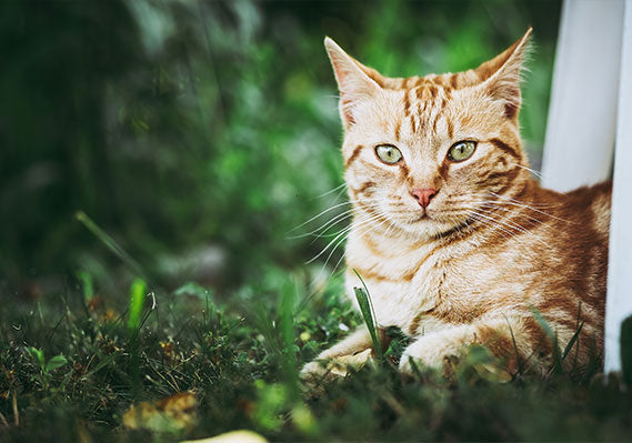 Katze liegt auf einer Wiese neben einem weißen Gartenstuhl