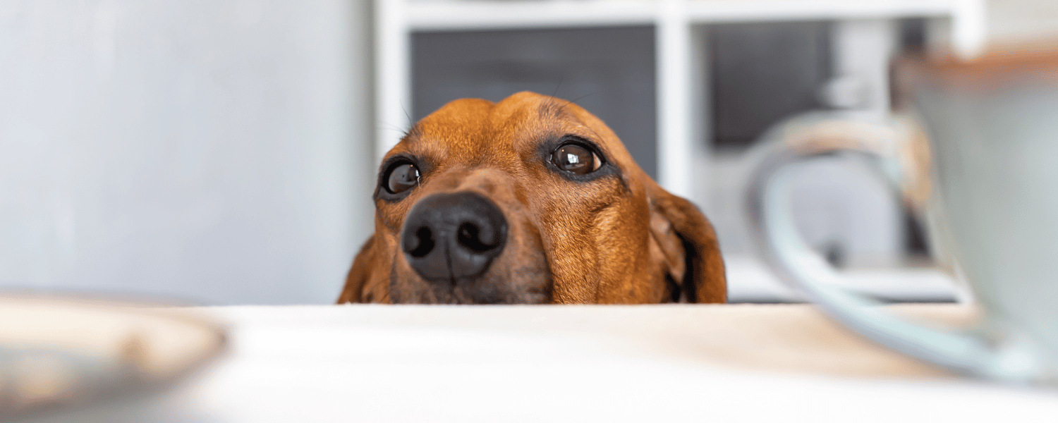 Hund schaut mit großen Augen neugierig über den Tisch – typischer bettelnder Blick nach Futter