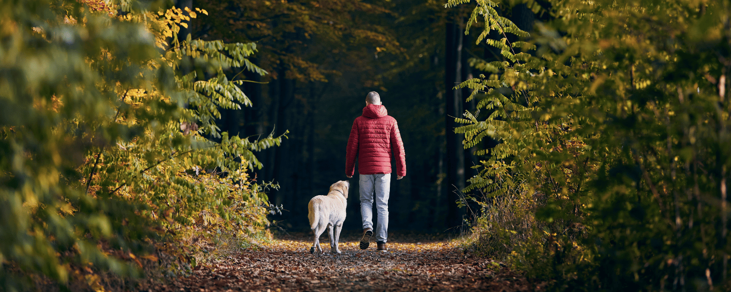 Spaziergang im Wald: Ein Mann in roter Jacke läuft mit seinem gelben Labrador Hund auf einem herbstlichen Waldweg – Symbol für Bewegung und gemeinsame Aktivität von Mensch und Hund