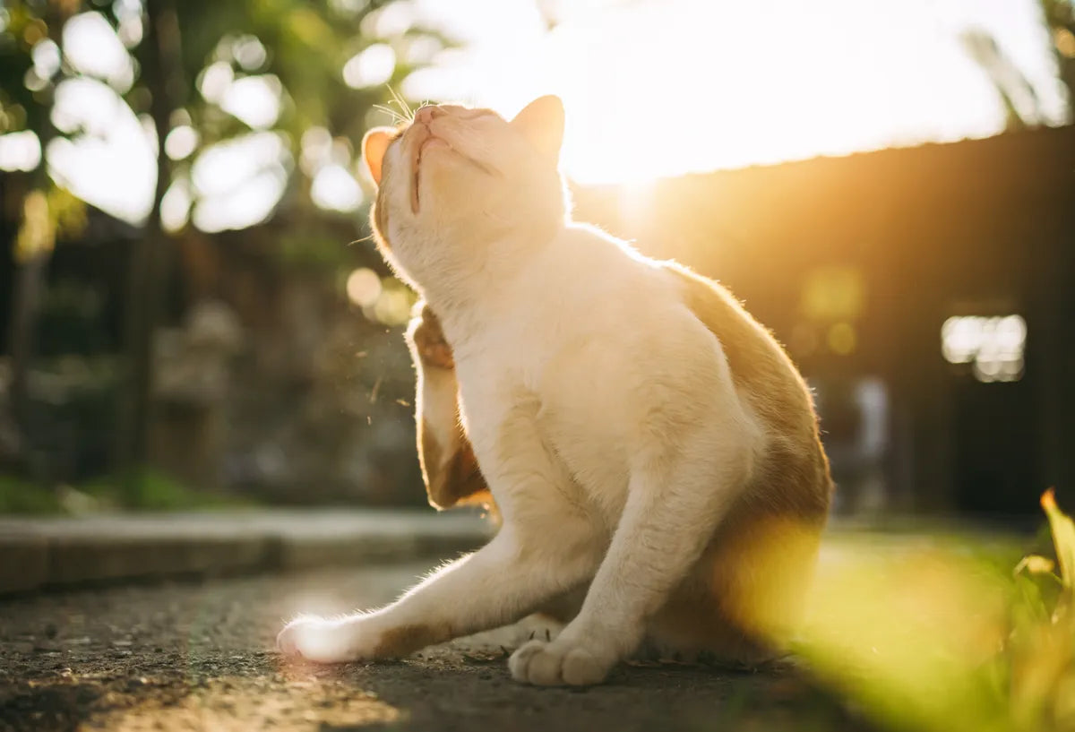 Braun-weiße Katze kratzt sich am Hals im Sonnenschein – Hinweis auf ernährungsbedingte Hautprobleme oder Parasiten