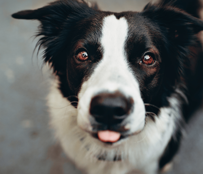 Nahaufnahme eines schwarz-weißen Hundes, der den Betrachter mit großen Augen und leicht herausgestreckter Zungenspitze ansieht