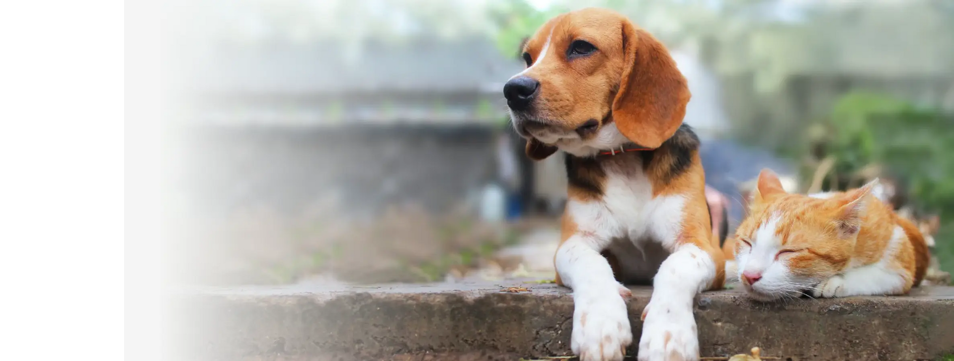 Beagle-Hund liegt neben einer schlafenden rot-weißen Katze auf einer Steinmauer im Freien