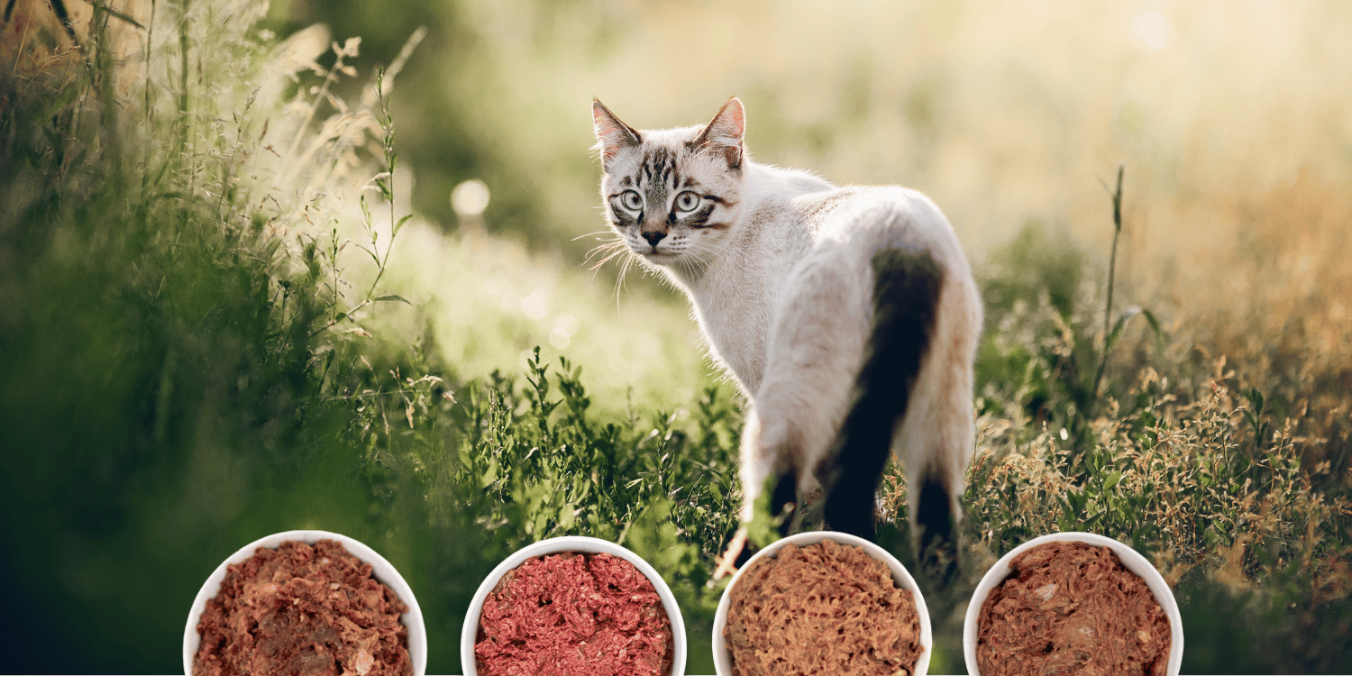 Katze mit frischem Komplettmixen – Barfer’s macht artgerechtes Barfen alltagstauglich