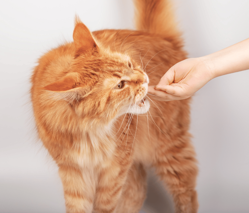 So barfst du deine Katze – Katze zeigt Interesse an natürlicher Rohfütterung von Barfer’s