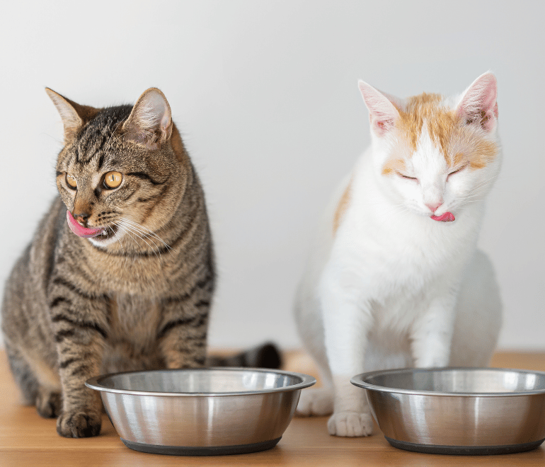Zwei Katzen vor dem Futternapf als Symbol für den erfolgreichen BARF-Umstieg mit Barfer’s Wellfood