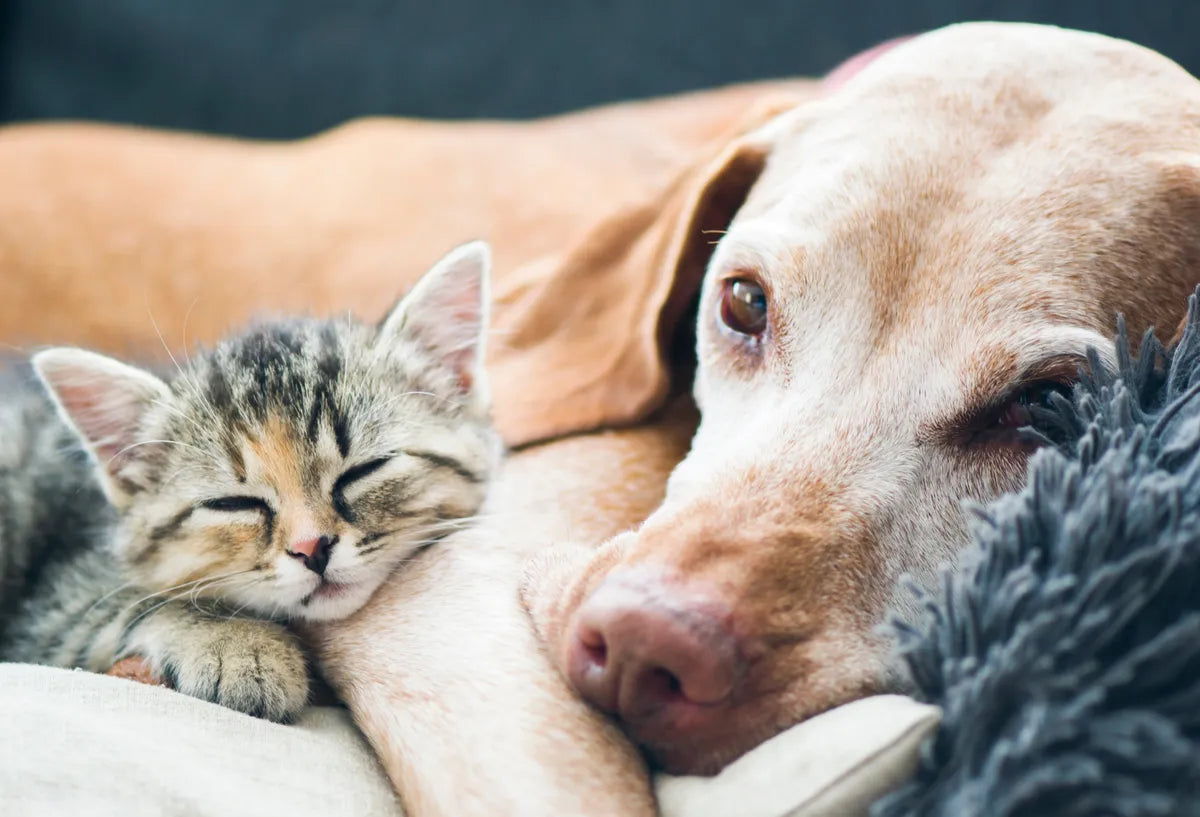 Kitten und Senior Hund kuscheln zusammen