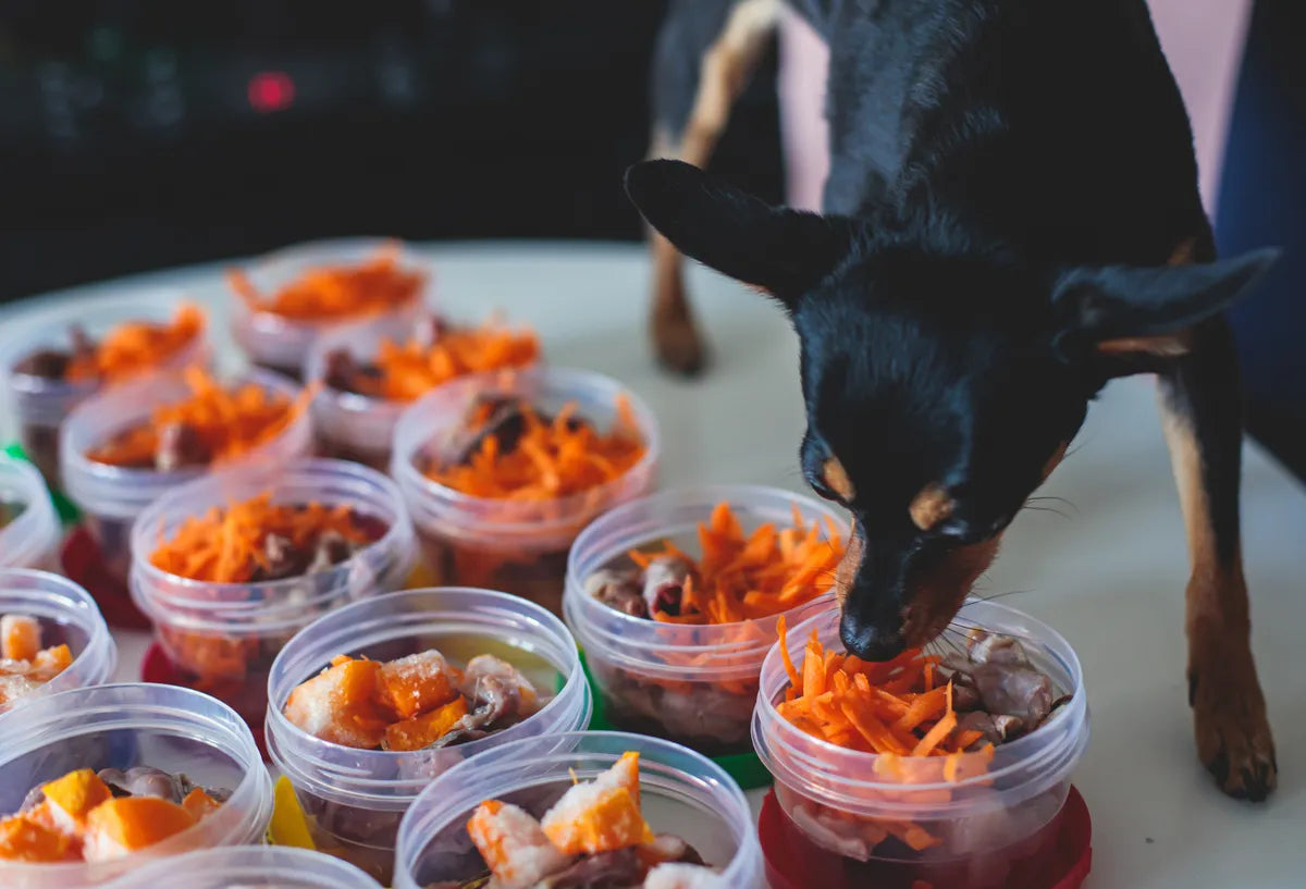 Kleiner schwarzer Hund schnuppert an vorbereiteten BARF-Mahlzeiten mit rohem Fleisch und Karotten