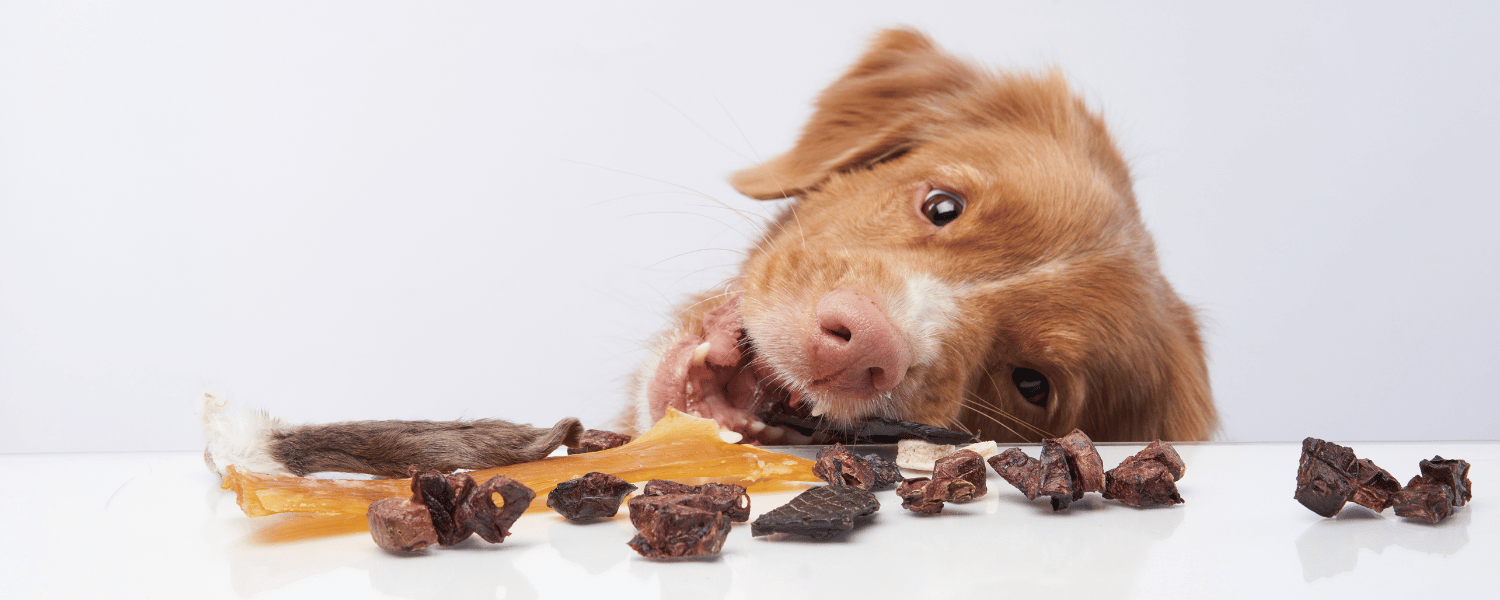Hund knabbert begeistert an einem Kausnack, vor ihm liegen verschiedene luftgetrocknete Fleischstücke – Symbol für artgerechte Belohnung mit gesunden Leckerli