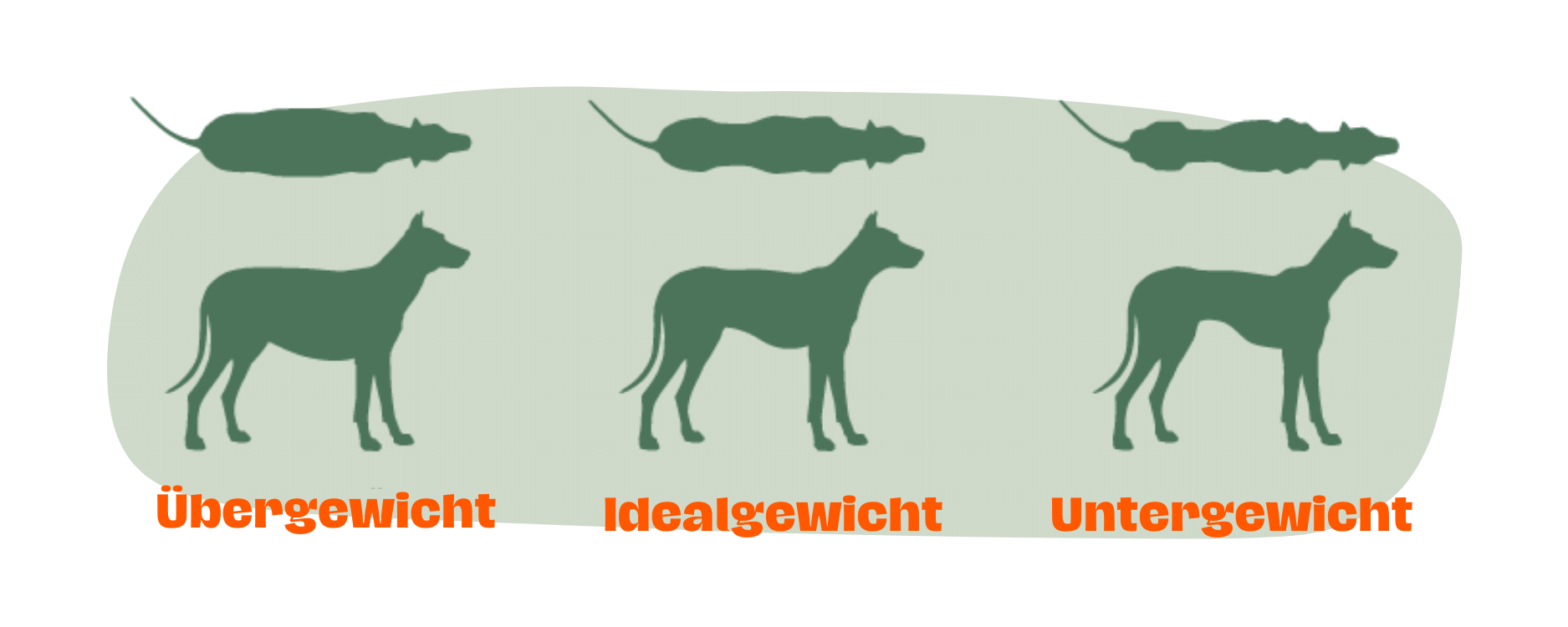 Grafik zur Beurteilung des Körpergewichts von Hunden: Links ein übergewichtiger Hund mit breitem Körper, in der Mitte ein Hund im Idealgewicht mit erkennbarer Taille, rechts ein untergewichtiger Hund mit deutlich sichtbaren Rippen. Darunter die Beschriftungen Übergewicht, Idealgewicht und Untergewicht