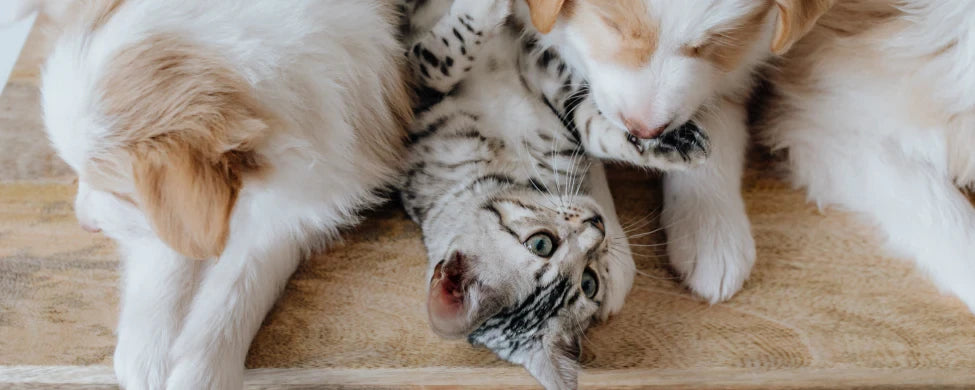 Zwei helle Hundewelpen spielen neugierig mit einer grau-getigerten Katze, die auf dem Rücken liegt und nach den Hunden greift