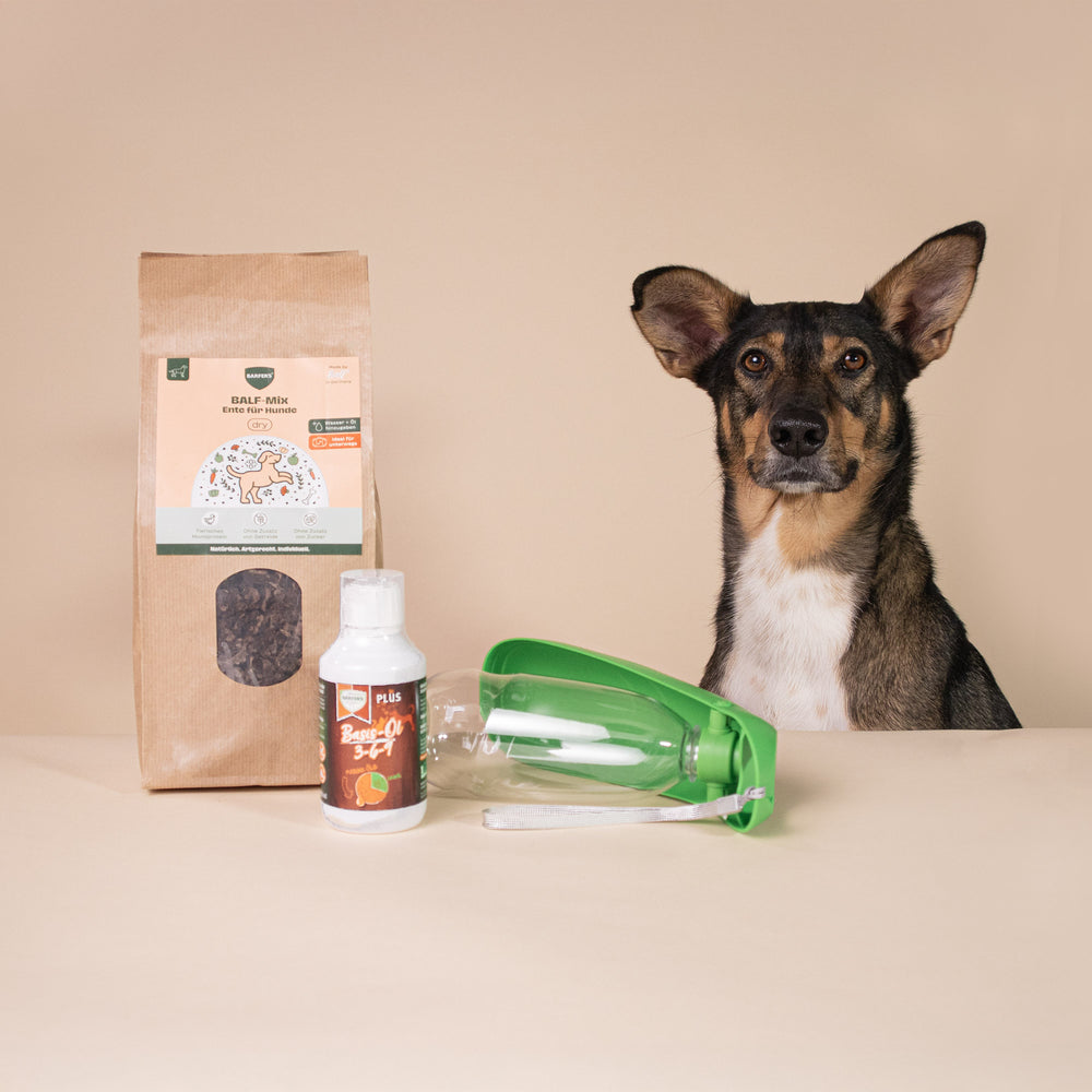 Hund sitzt neben dem Abenteuer-Paket Ente für Hunde BALF-Mix, Basis-Öl 3-6-9 und grüner Trinkflasche – luftgetrocknetes Trockenbarf für Reisen