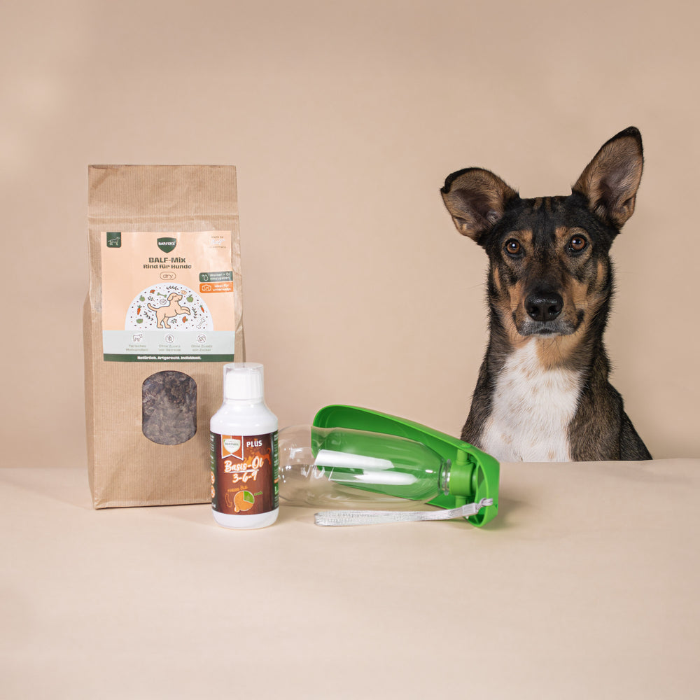 Ein Hund sitzt aufrecht hinter einer 1-kg-Packung BALF-Mix Rind für Hunde, einer 250-ml-Flasche Basis-Öl 3-6-9 und einer grünen Wasserflasche für unterwegs
