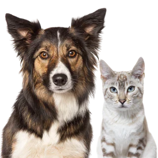 Hund und Katze nebeneinander vor transparentem Hintergrund