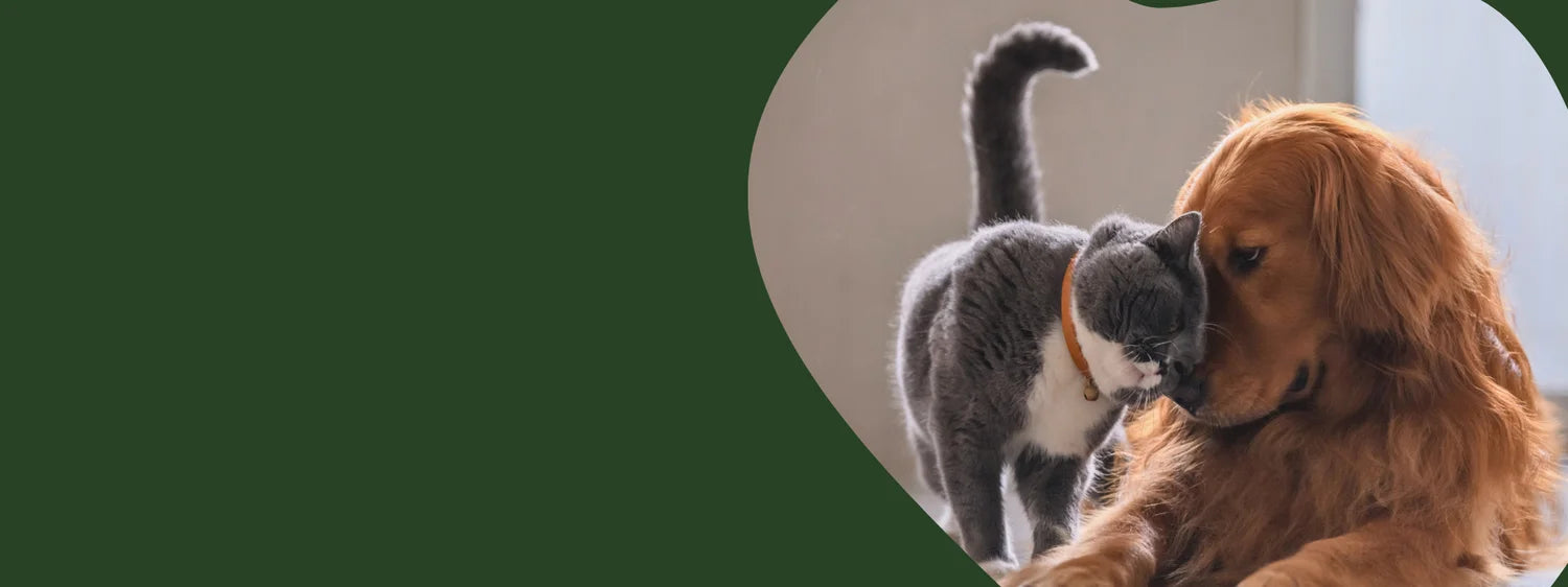 Hund und Katze kuscheln eng miteinander – emotionales Bild für das BARFER’S Pfotenprofil Gewinnspiel