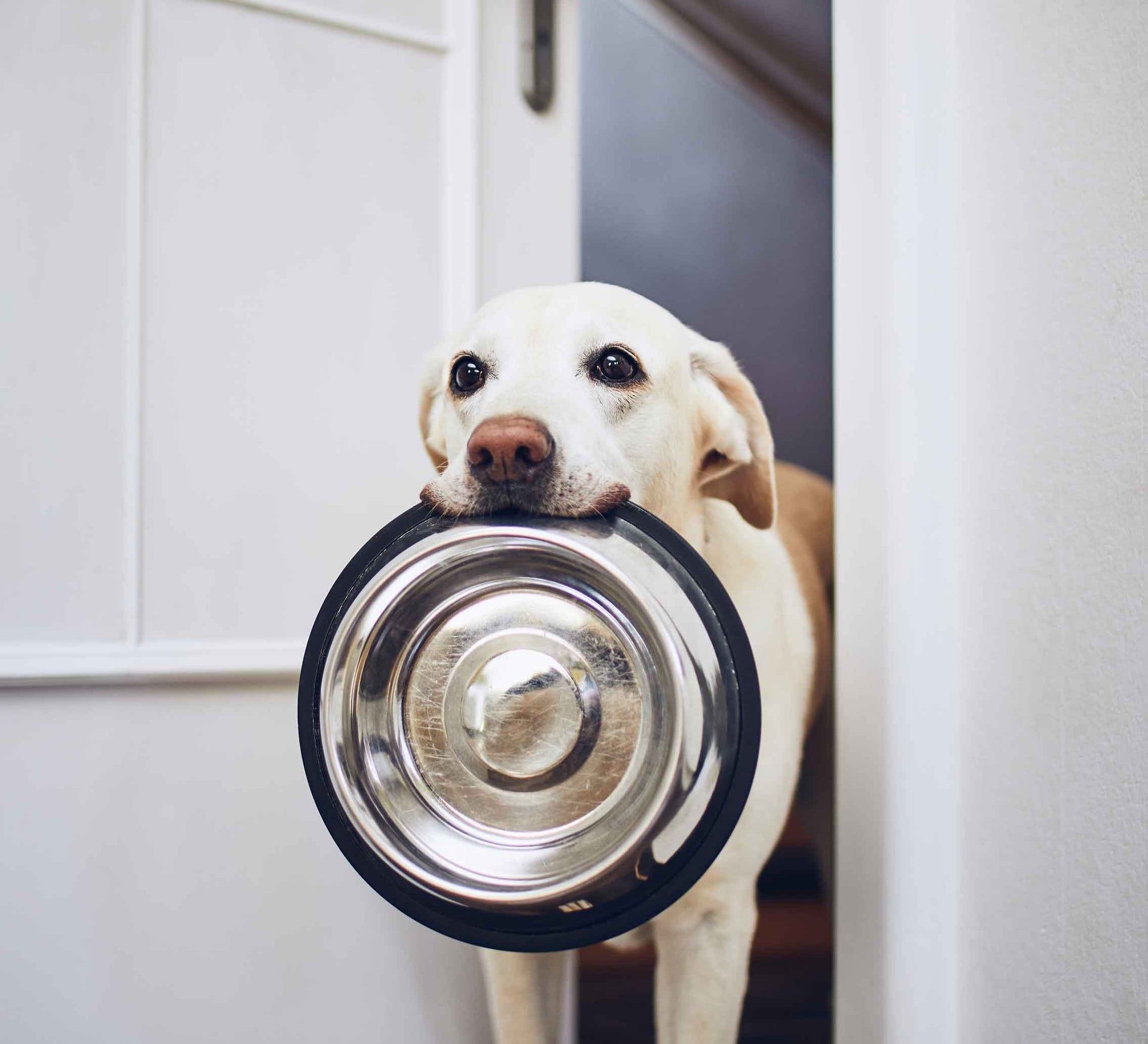Beigefarbener Labrador mit Napf im Maul.