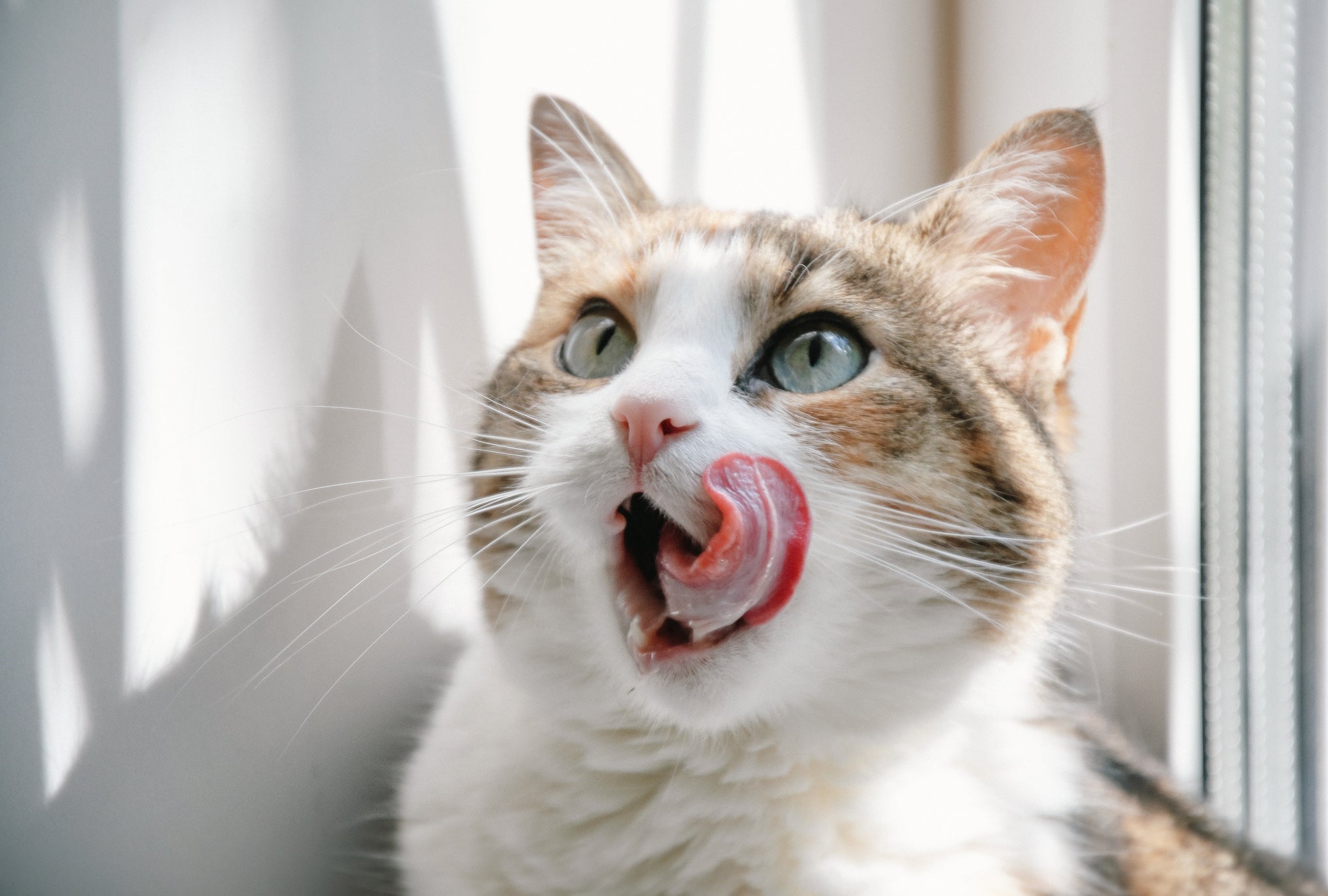 Katze leckt sich genüsslich mit der Zunge über das Maul – Symbol für Appetit und Freude am Futter