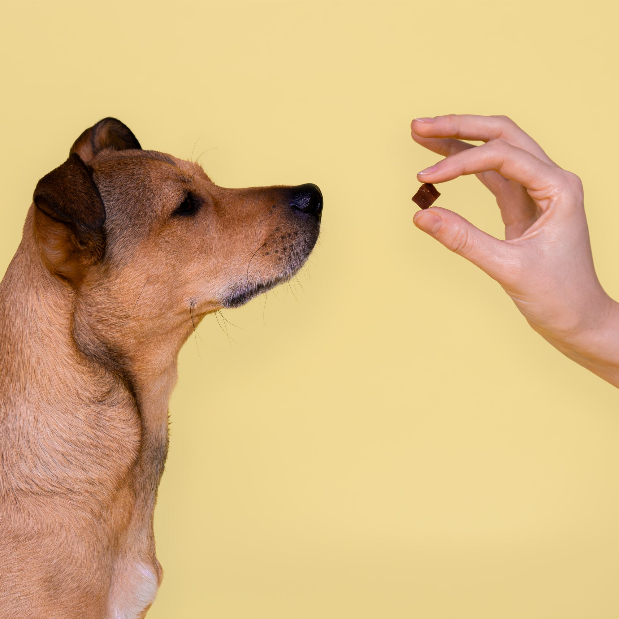 Ein brauner Hund schaut wie hypnotisiert auf ein luftgetrocknetes Leckerli vom Kaninchen der Marke BARFER'S, das zwischen Daumen und Zeigefinger einer Hand hochgehalten wird.