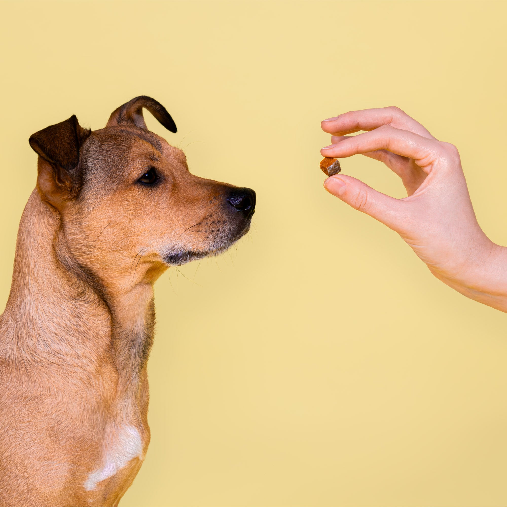 Ein brauner Hund schaut wie hypnotisiert auf ein luftgetrocknetes Leckerli vom Lachs der Marke BARFER'S, das zwischen Daumen und Zeigefinger einer Hand hochgehalten wird