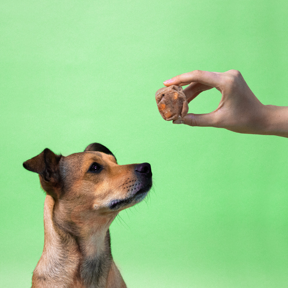 Eine Hand hält einem Hund einen 50g Würfel vom BARFER’S Komplett-Mix Geflügel für Hunde vor die Nase