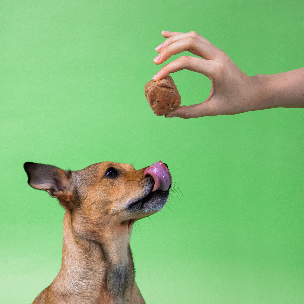 Ein Hund mit gespitzten Ohren und herausgestreckter Zunge schaut auf einen BARFER’S Komplett-Mix Würfel Huhn & Lachs, der ihm von einer Hand vorgehalten wird