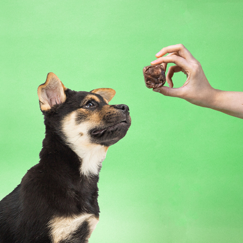 Ein junger Hund schnuppert an einem 50g Würfel vom BARFER’S Komplett-Mix Junior Rind & Huhn für Hunde, den ihm eine Hand vor die Nase hält