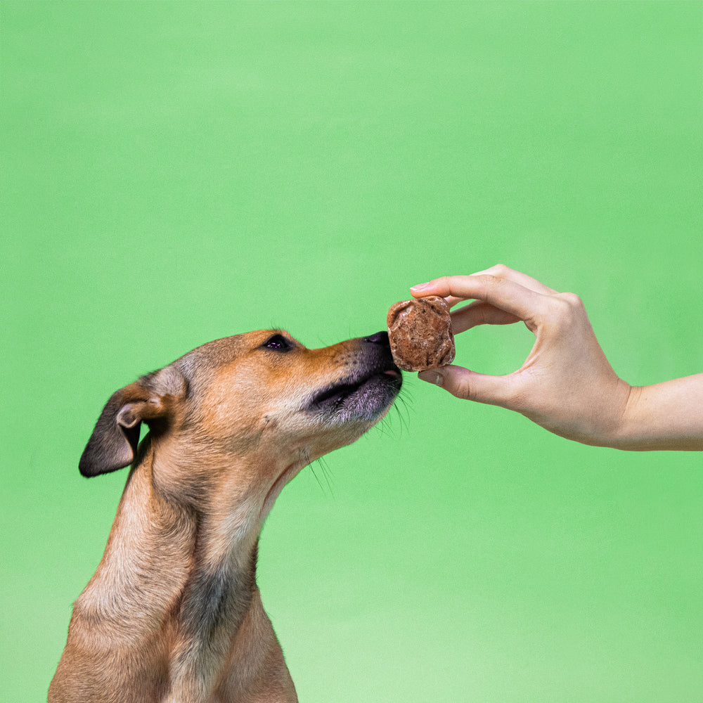 Ein Hund beschnuppert neugierig einen gefrorenen Würfel vom BARFER’S Komplett-Mix Kaninchen & Lamm, der ihm von einer Hand vor die Nase gehalten wird