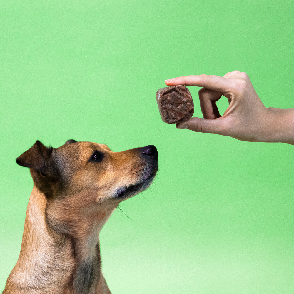 Ein Hund schnuppert an einem 50g Würfel vom BARFER’S Komplett-Mix Lamm für Hunde, der ihm aus der Hand angeboten wird
