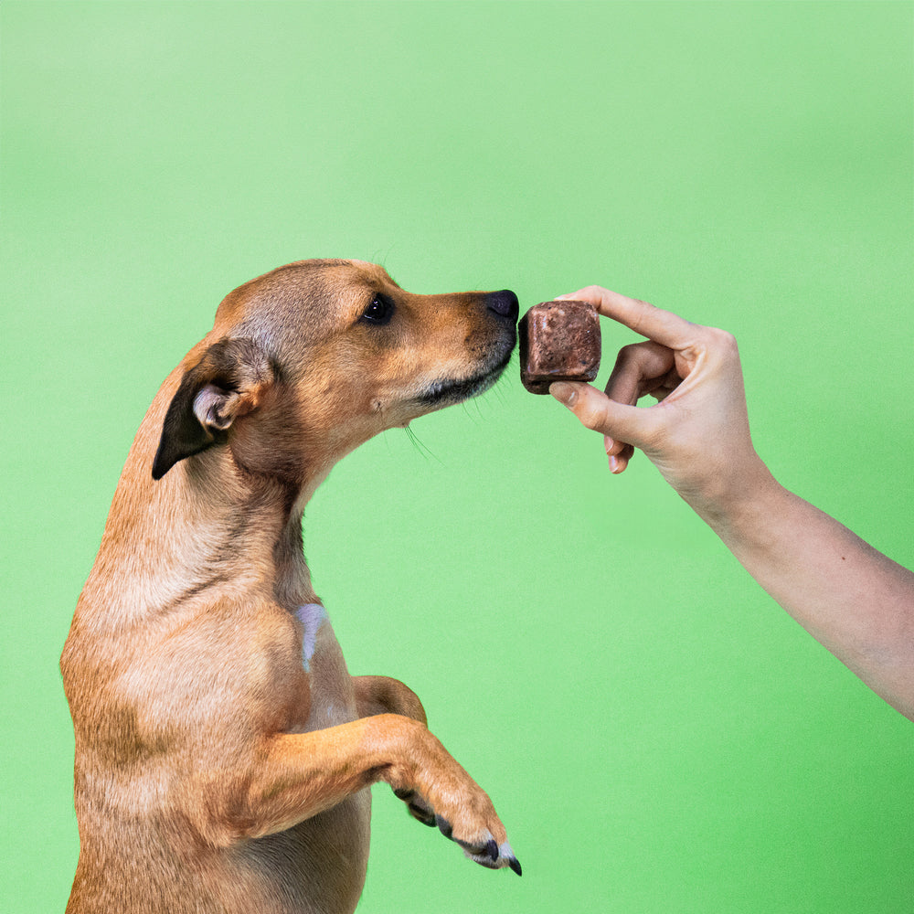 Ein kleiner brauner Hund beschnuppert einen gefrorenen 50g-Würfel vom BARFER’S Komplett-Mix Rind für Hunde, der ihm von einer Hand vor die Nase gehalten wird