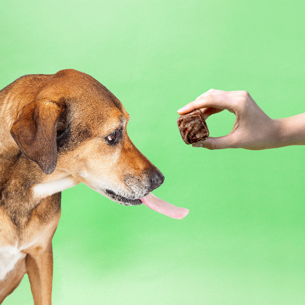 Ein älterer Hund sitzt mit herausgestreckter Zunge vor einem 50g Würfel vom BARFER’S Komplett-Mix Senior Rind & Huhn, den ihm eine Hand vor die Nase hält