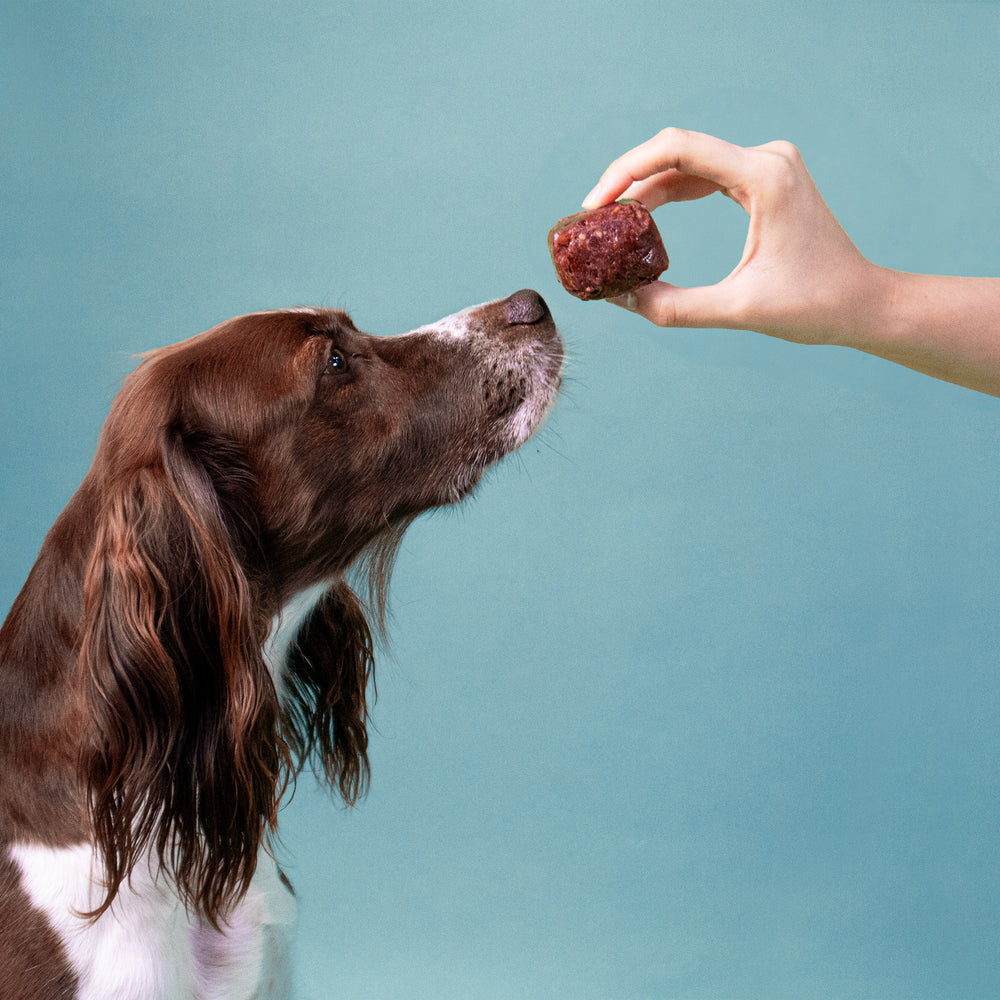 Hund beschnuppert einen gefrorenen Würfel des BARFER’S Innereien-Mix Rind, der ihm von einer Hand vor die Nase gehalten wird