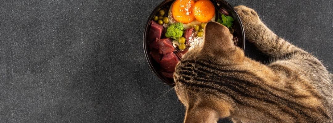 Katze frisst aus einem Napf mit rohem Fleisch, Erbsen, Brokkoli und Eigelb – ausgewogene BARF-Mahlzeit für Katzen mit frischen Zutaten