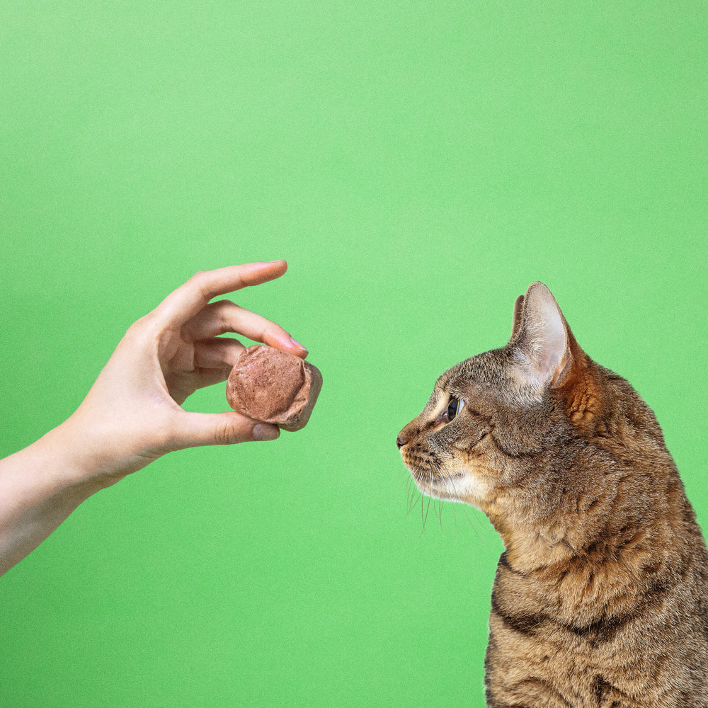 Eine Hand hält einer Katze einen 50g-Würfel vom BARFER’S Komplett-Mix für Katzen vor die Nase