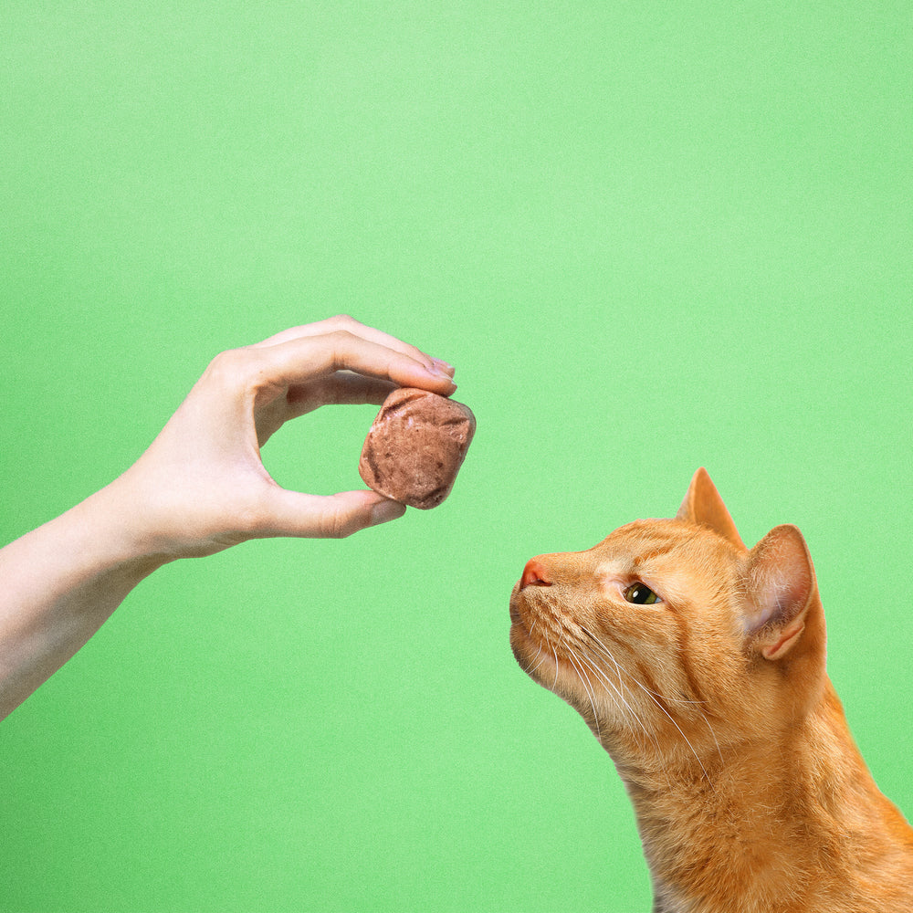 Eine Hand hält einer Katze einen 50g Würfel vom BARFER’S Komplett-Mix Lamm für Katzen vor die Nase