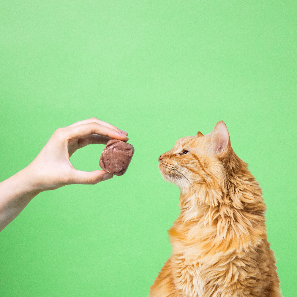 Eine Hand hält einer Katze einen 50 g Würfel vom BARFER’S Komplett-Mix Rind & Geflügel für Katzen vor die Nase