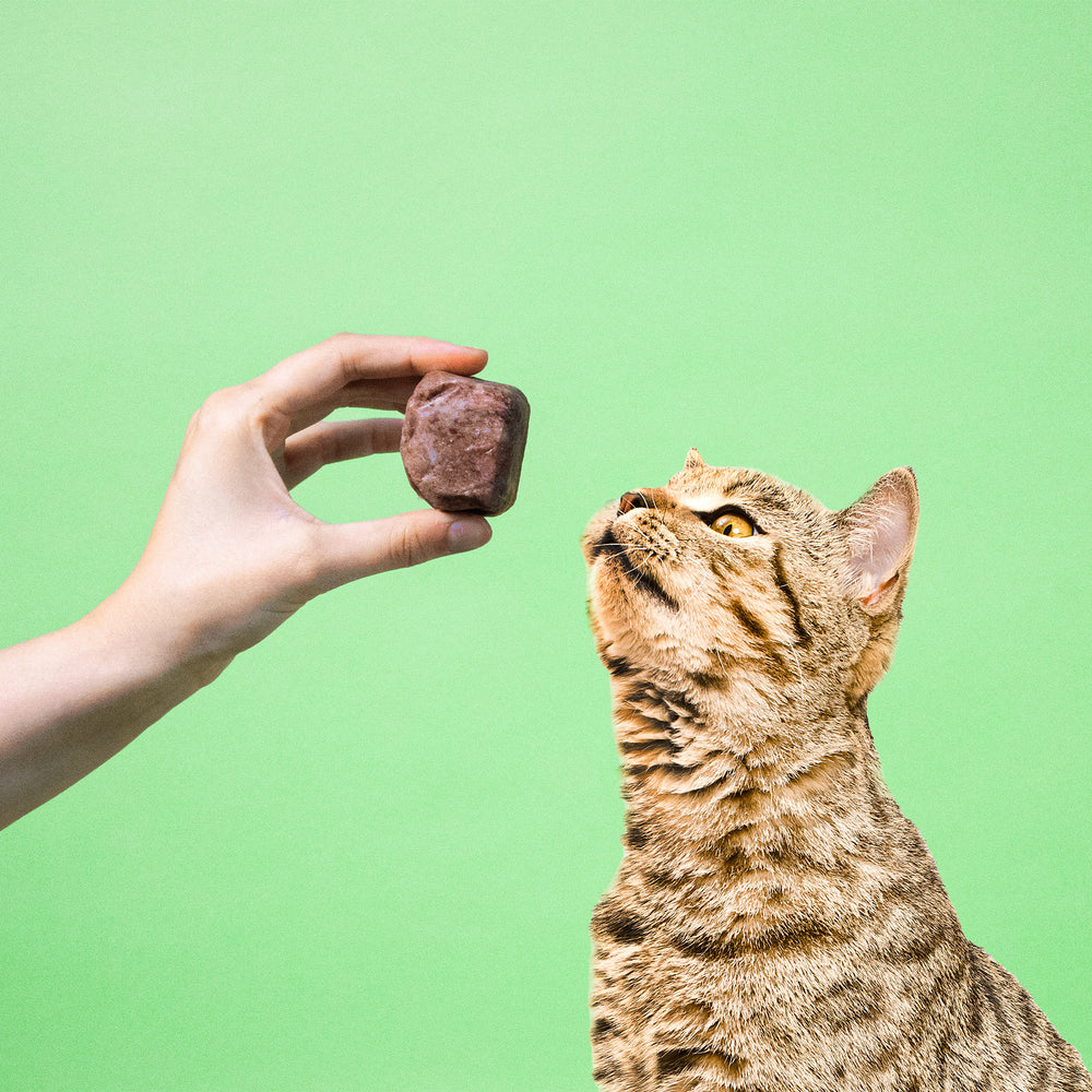 Eine Hand hält einer Katze einen 50g Würfel vom BARFER’S Komplett-Mix Rind für Katzen vor die Nase