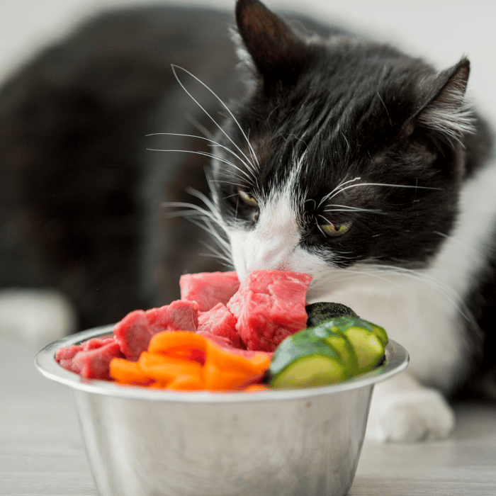 Schwarz-weiße Katze sitzt vor Futternapf gefüllt mit rohem Fleisch und Gemüse