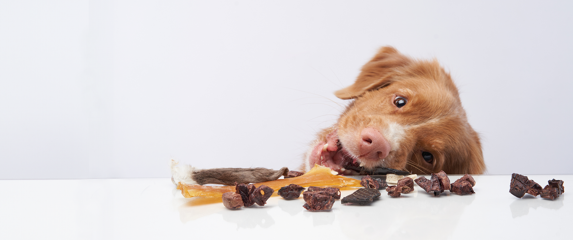 Rothaariger Hund liegt auf weißem Untergrund und knabbert an einem natürlichen Kausnack, vor ihm liegen verschiedene getrocknete BARFER’S Snacks
