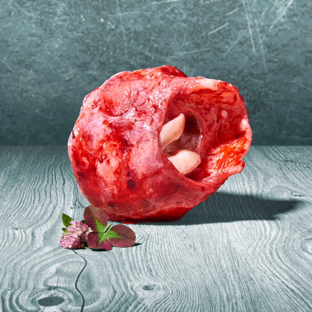 Roher Rinderkehlkopf auf einer Holzoberfläche, dekoriert mit Klee und kleiner Blüte